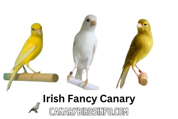 Irish Fancy Canary