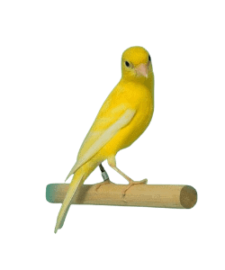 Irish fancy Canary