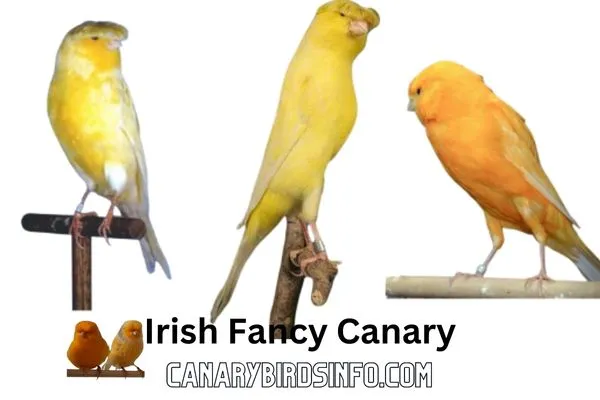 Lancashire Canary