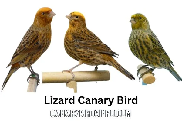 Lizard Canary Bird