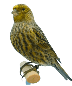 Lizard Canary Bird