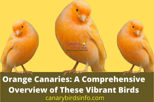 Orange Canaries Orange Canary Birds