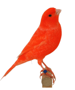 Red Factor Canary