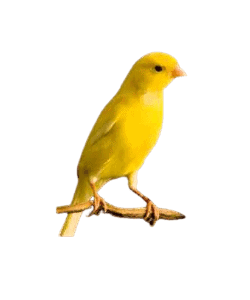 belgian Canary