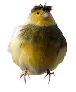 Crested Canary Bird