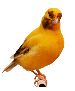 fife canary bird