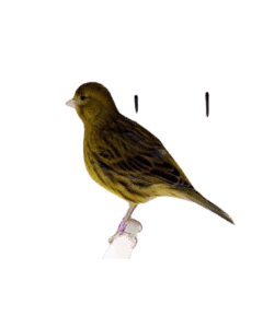 fife canary bird