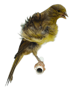 Frill Canary Bird