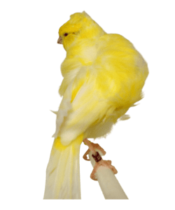 Frill Canary Bird