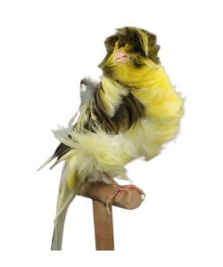 Frill Canary Bird