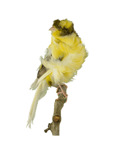 Frill Canary Bird