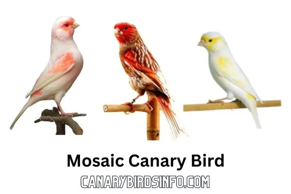 Mosaic Canary Bird
