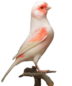 Mosaic Canary Bird