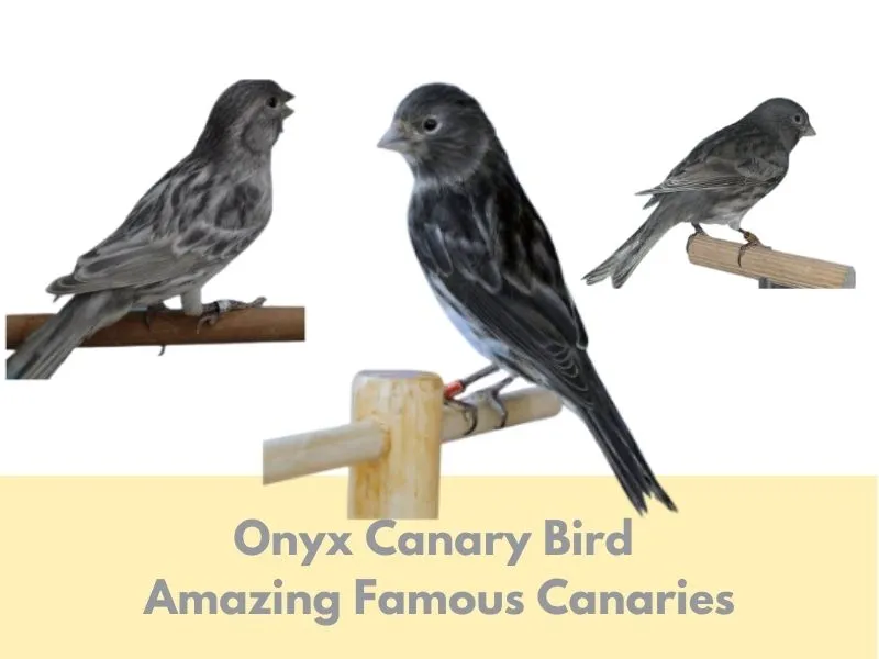 Onyx Canary