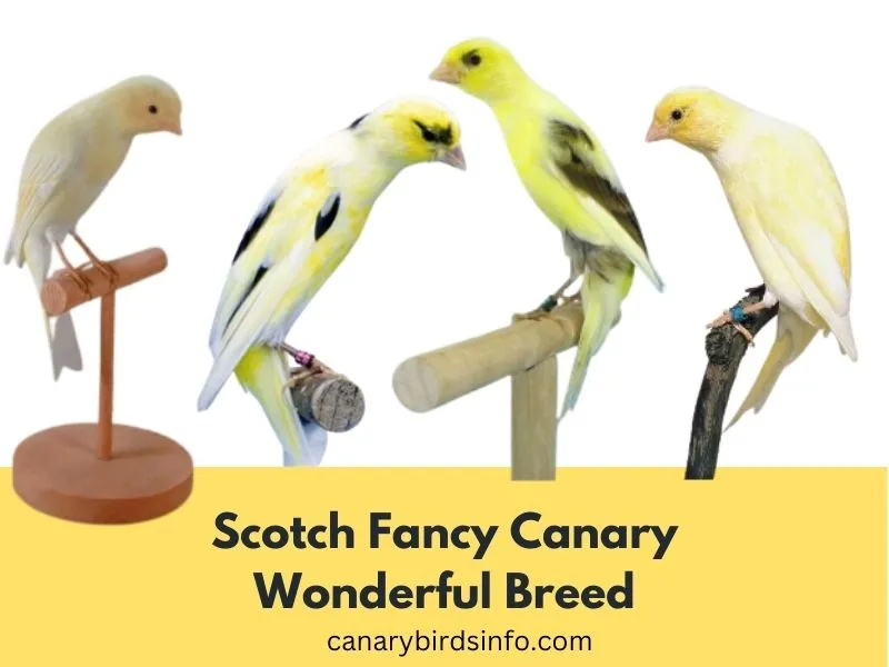 Scotch Fancy Canary