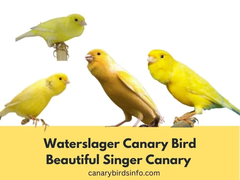 WaterSlager Canary