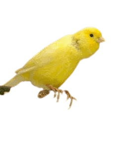 waterslager canary