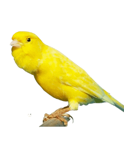 Waterslager canary