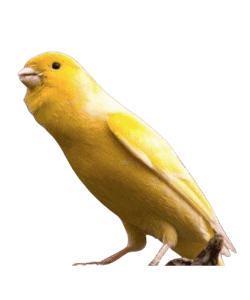 waterslager canary