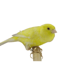 waterslager canary