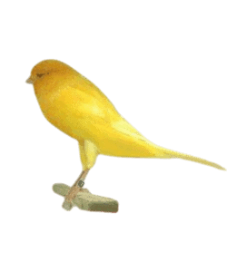 Yorkshire canary