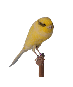 Yorkshire canary