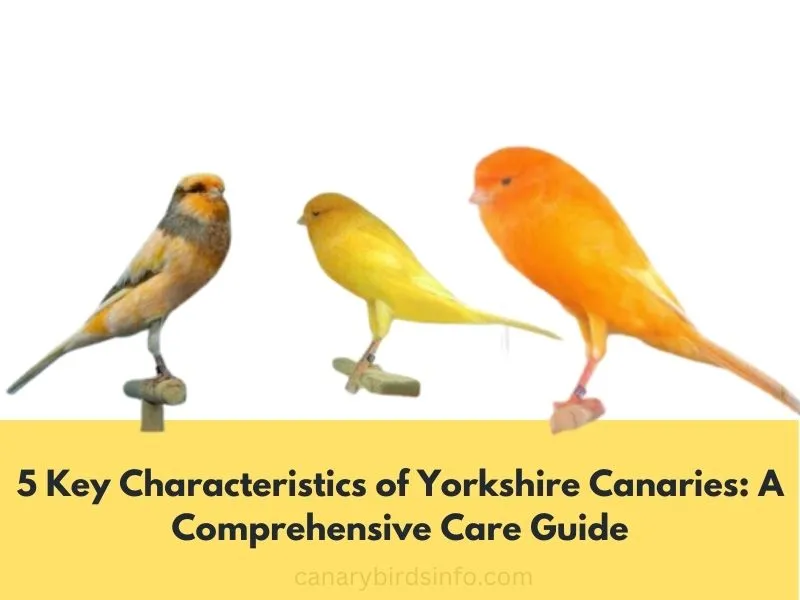 Yorkshire canaries