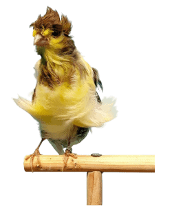 parisian frill canary