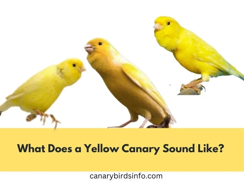 What Does a Yellow Canary Sound Like? 3 Amazing Facts