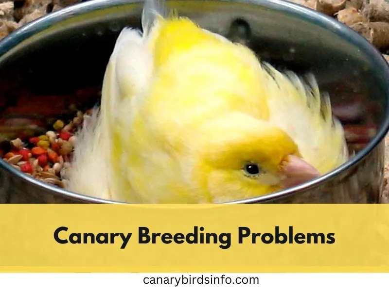 canary breeding problems
