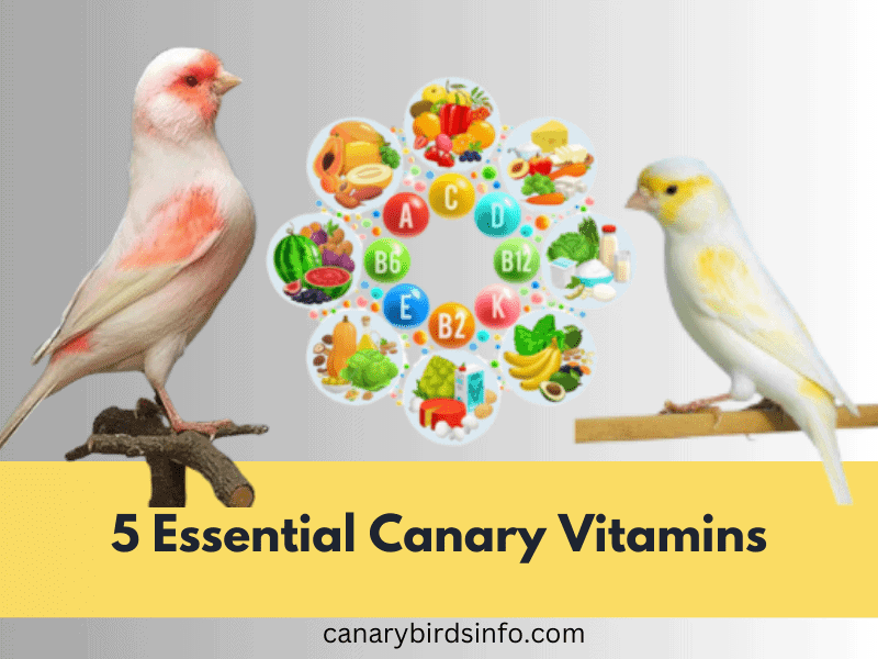 canary vitamins