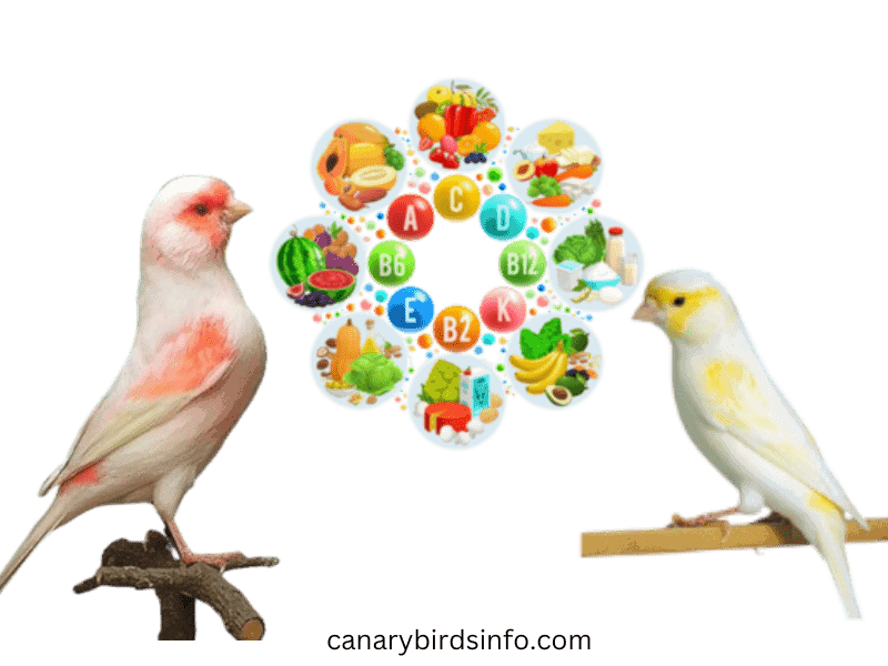 5 Essential Canary Vitamins Boost Your Pet's Health with Nutrient