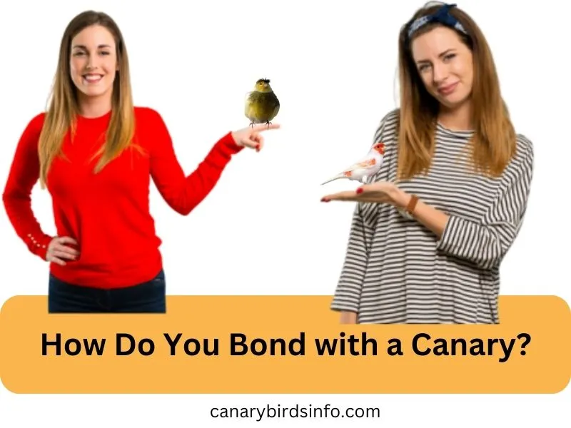 how do you bond with a canary