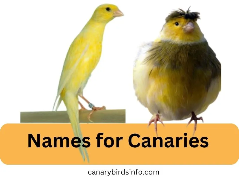names for canaries