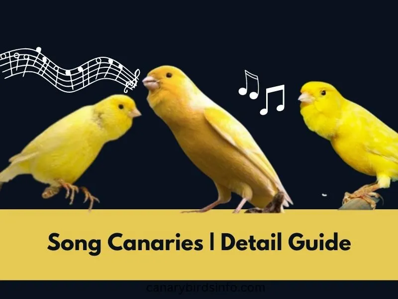 song canaries