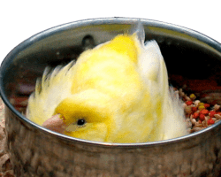 canary breeding problems