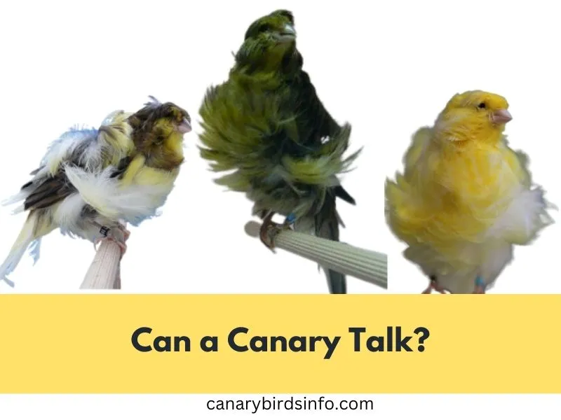 can a canary talk