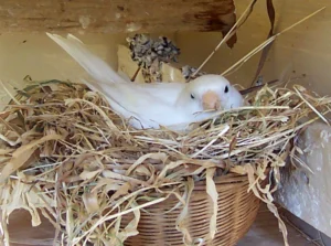 Canary Nest Materials