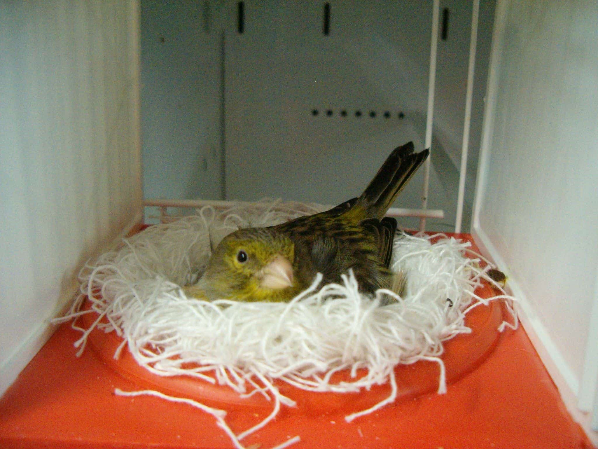 Canary nesting supplies Clearance